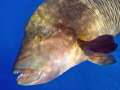   Napoleonfish  